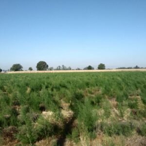Venta de rancho en Tomelopez municipio de Irapuato