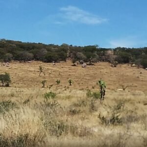 Rento terreno Juventino Rosas 500 hectareas