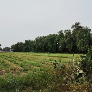 Se vende rancho en Medrano, Silao Gto.
