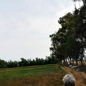 Se renta rancho en Medrano, Silao Gto.