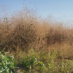 Vendo Terreno en la 2DA Secciòn de las Carmelitas. A un buen precio!!