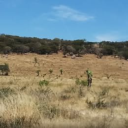 SE RENTA TERRENO EN JUVENTINO ROSAS
