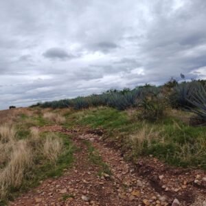 TERRENO EN VENTA UBICADO EN EJIDO SAN JOSE DE LLANOS, CON UNA SUPERFICIE: 80,000 M2