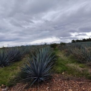 TERRENO EN VENTA A PIE DE CARRETERA CON UNA SUPERFICIE DE 20,000 M2