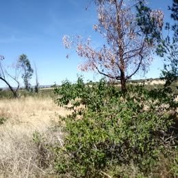 RENTA DE TERRENO EN JUVENTINO ROSAS CON UNA SUPERFICIE DE: 500 HECTAREAS